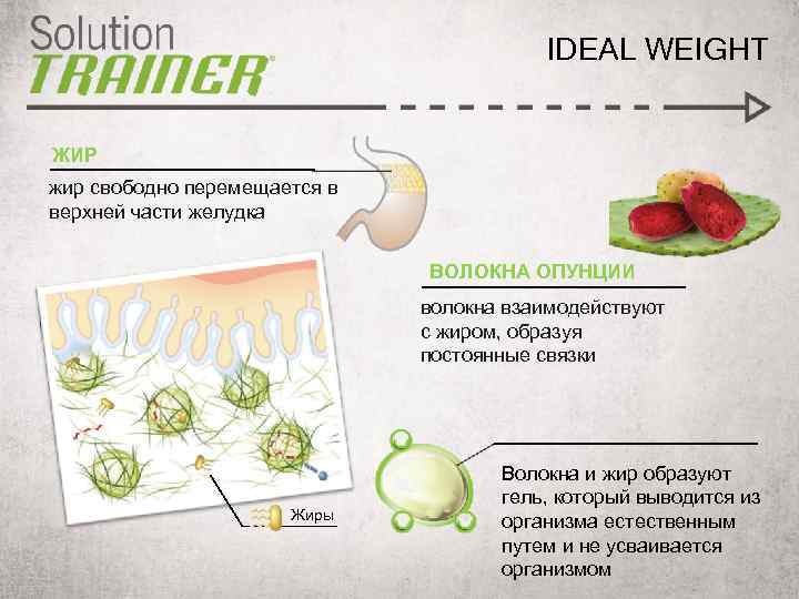 IDEAL WEIGHT ЖИР жир свободно перемещается в верхней части желудка ВОЛОКНА ОПУНЦИИ волокна взаимодействуют