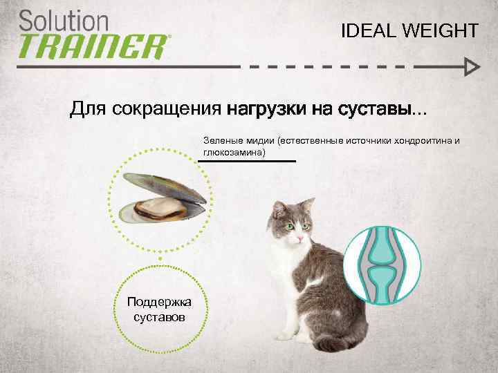 IDEAL WEIGHT Для сокращения нагрузки на суставы. . . Зеленые мидии (естественные источники хондроитина