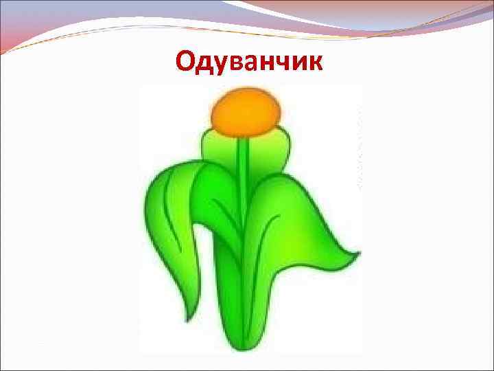 Одуванчик 