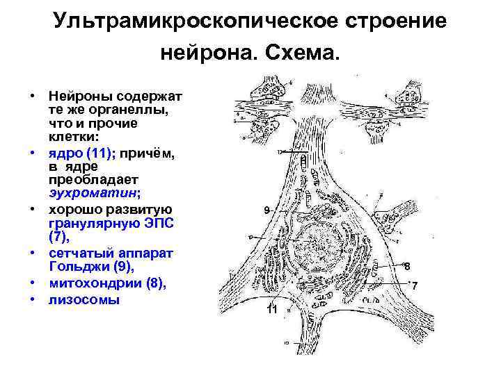 Укпсл нейрон схема