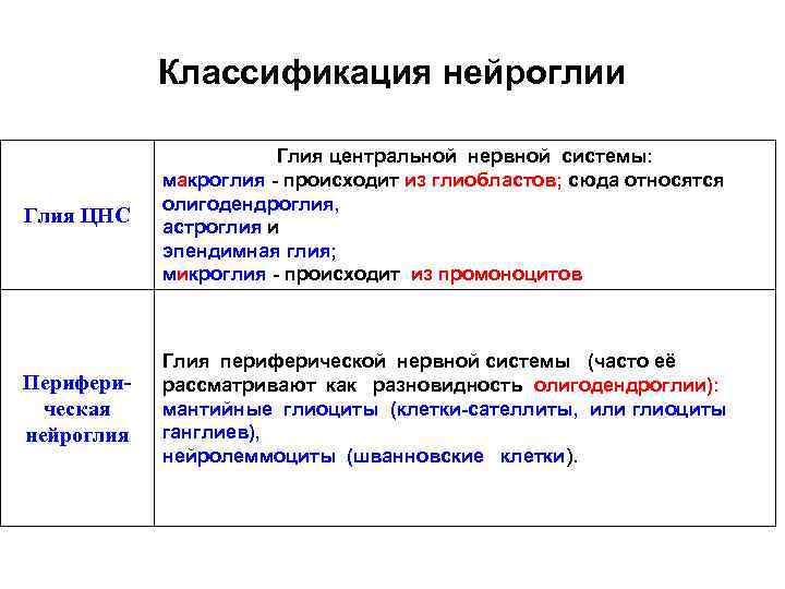 Классификация цитоморфология нейроглии спинного мозга