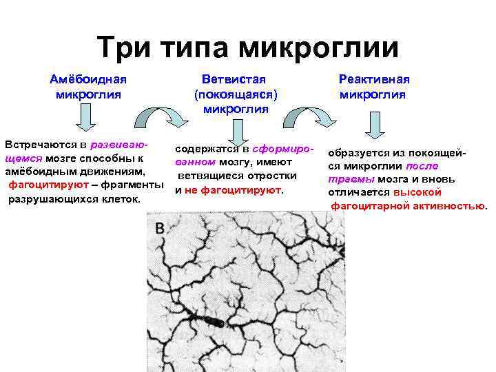 Три типа микроглии Амёбоидная микроглия Встречаются в развивающемся мозге способны к амёбоидным движениям, фагоцитируют