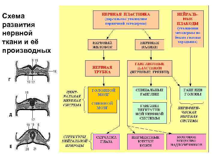 Схема развития нервной ткани и её производных 