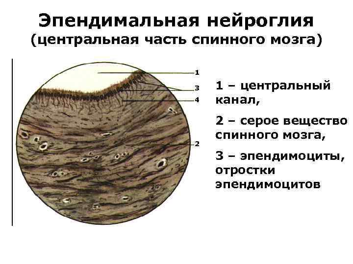 Эпендимальная нейроглия (центральная часть спинного мозга) 1 3 4 2 1 – центральный канал,