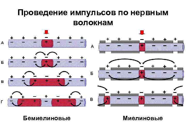 Проведение импульсов по нервным волокнам Бемиелиновые Миелиновые 