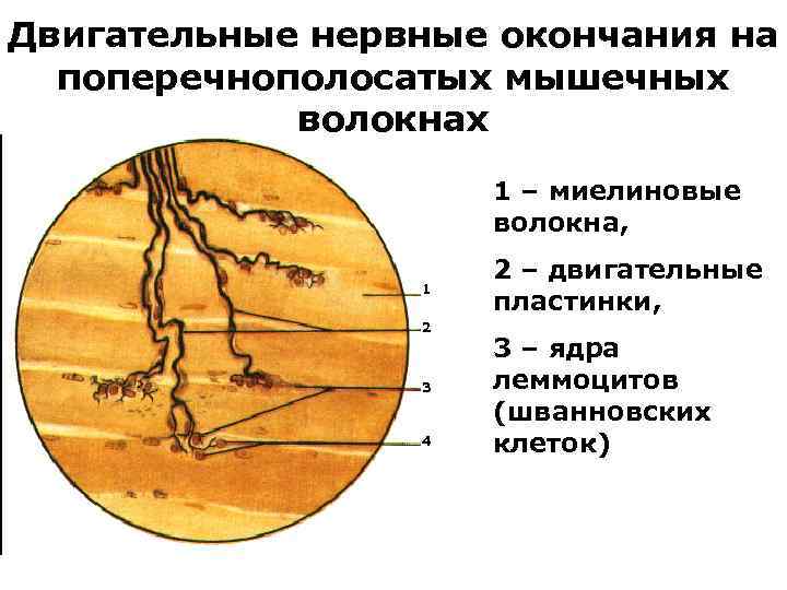 Двигательные нервные окончания на поперечнополосатых мышечных волокнах 1 – миелиновые волокна, 1 2 3