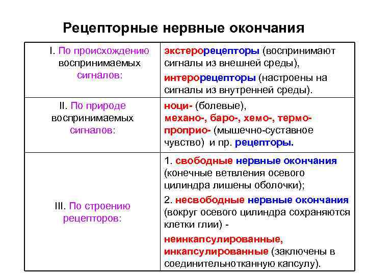 Рецепторные нервные окончания I. По происхождению воспринимаемых сигналов: экстерорецепторы (воспринимают сигналы из внешней среды),