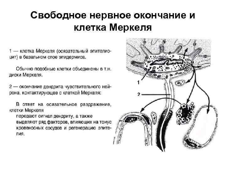 Свободное нервное окончание и клетка Меркеля 