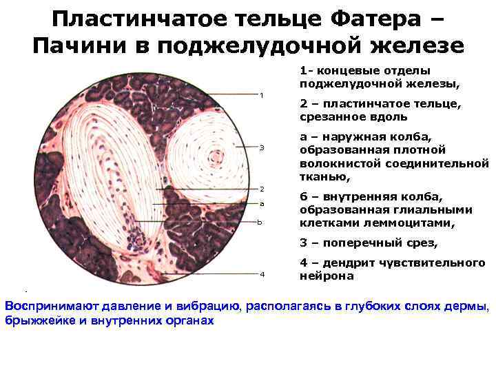 Обои в аксоне в череповце