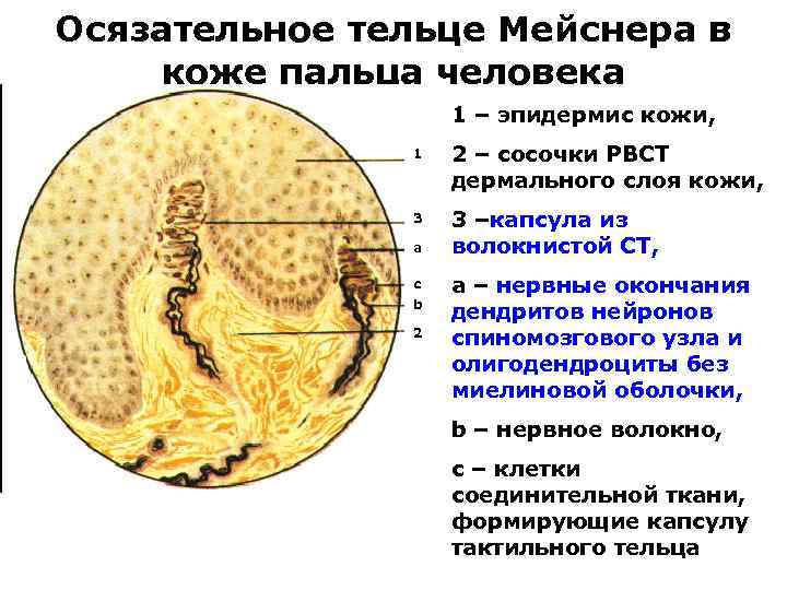 Осязательное тельце Мейснера в коже пальца человека 1 – эпидермис кожи, 1 2 –