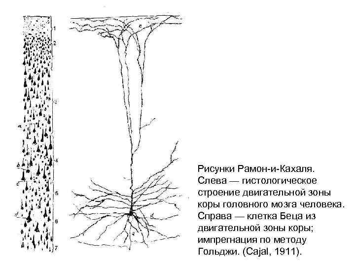 Рисунки Рамон-и-Кахаля. Слева — гистологическое строение двигательной зоны коры головного мозга человека. Справа —