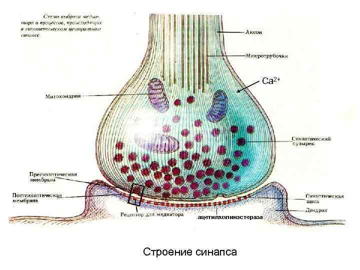 Са 2+ ацетилхолинэстераза Строение синапса 