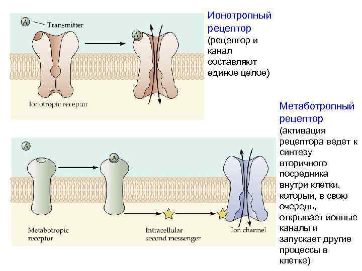 Ионотропный рецептор (рецептор и канал составляют единое целое) Метаботропный рецептор (активация рецептора ведет к