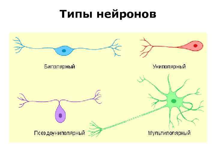 Типы нейронов 