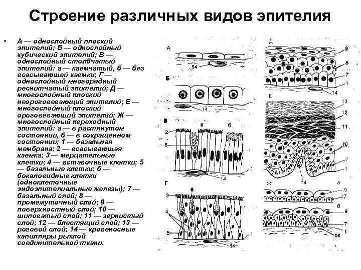 Строение различных видов эпителия • А — однослойный плоский эпителий; Б — однослойный кубический
