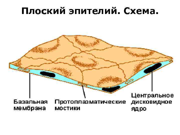 Плоский эпителий. Схема. 