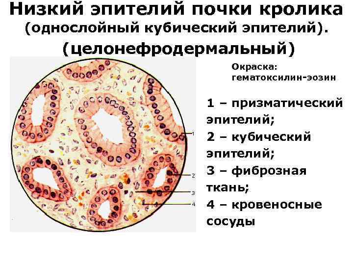 Эпителиальные клетки в образце