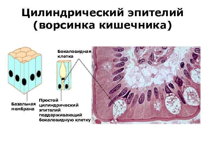 Цилиндрический эпителий (ворсинка кишечника) Бокаловидная клетка Простой Базальная цилиндрический мембрана эпителий поддерживающий бокаловидную клетку