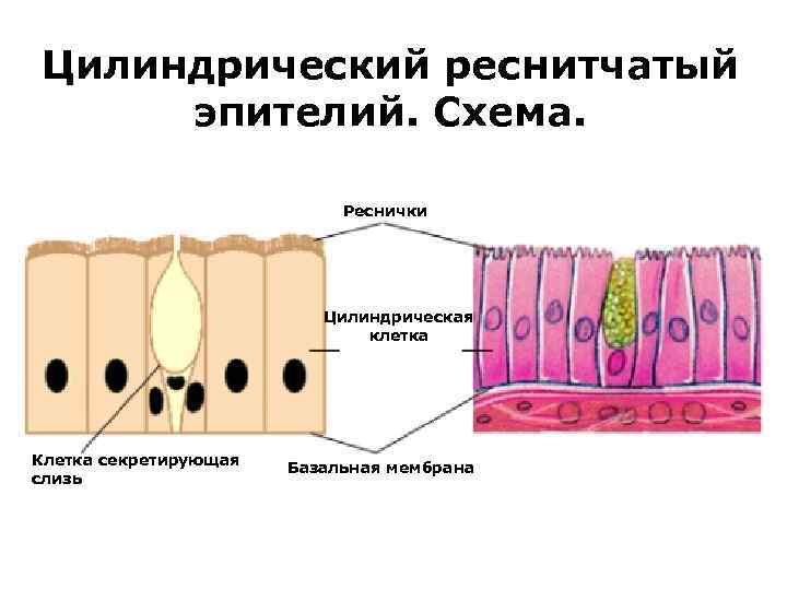 Цилиндрический реснитчатый эпителий. Схема. Реснички Цилиндрическая клетка Клетка секретирующая слизь Базальная мембрана 