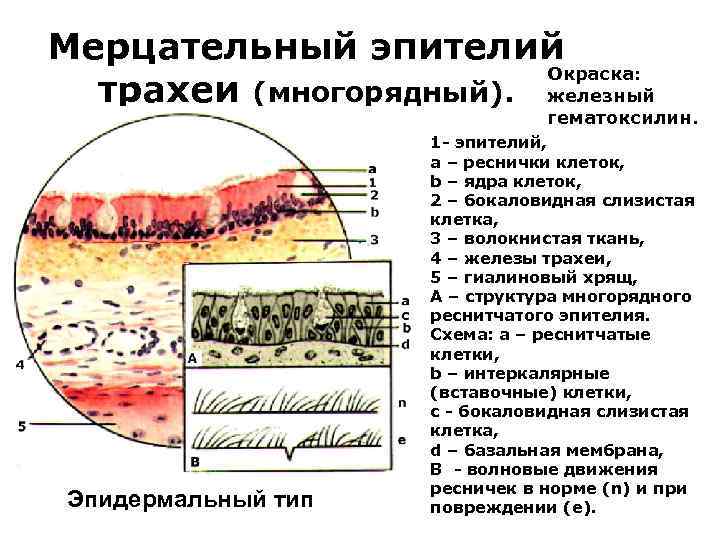 Мерцательный эпителий Окраска: трахеи (многорядный). железный гематоксилин. Эпидермальный тип 1 - эпителий, а –