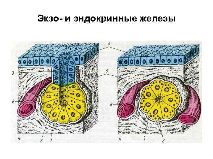 Экзо- и эндокринные железы 