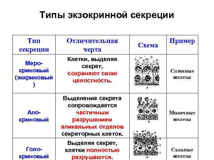 Типы экзокринной секреции Тип секреции Мерокриновый (эккриновый ) Отличительная черта Клетки, выделяя секрет, сохраняют