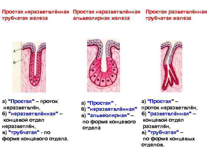Простая неразветвлённая Простая разветвлённая трубчатая железа альвеолярная железа трубчатая железа а) 