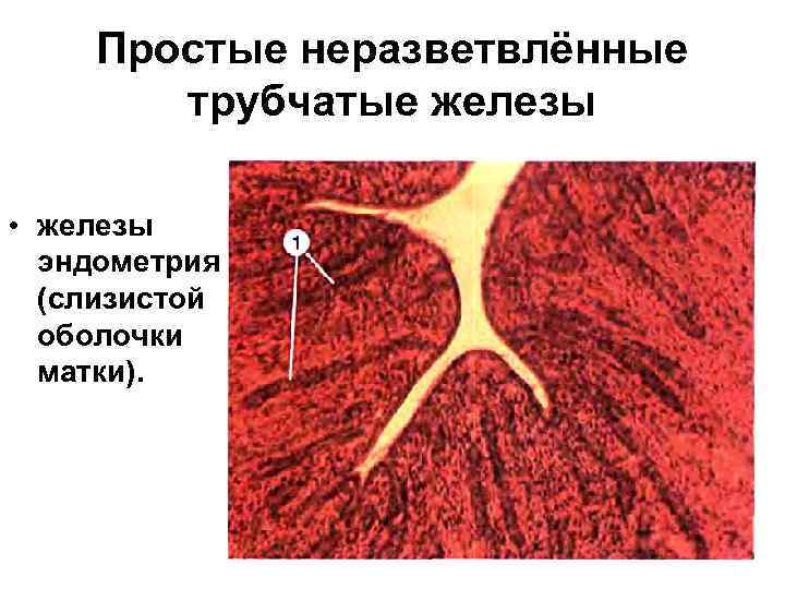 Простые неразветвлённые трубчатые железы • железы эндометрия (слизистой оболочки матки). 