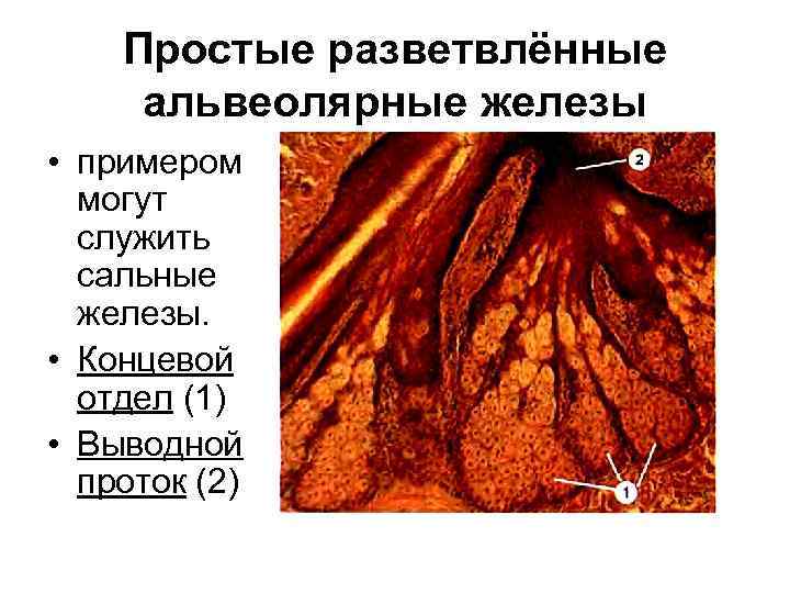 Простые разветвлённые альвеолярные железы • примером могут служить сальные железы. • Концевой отдел (1)