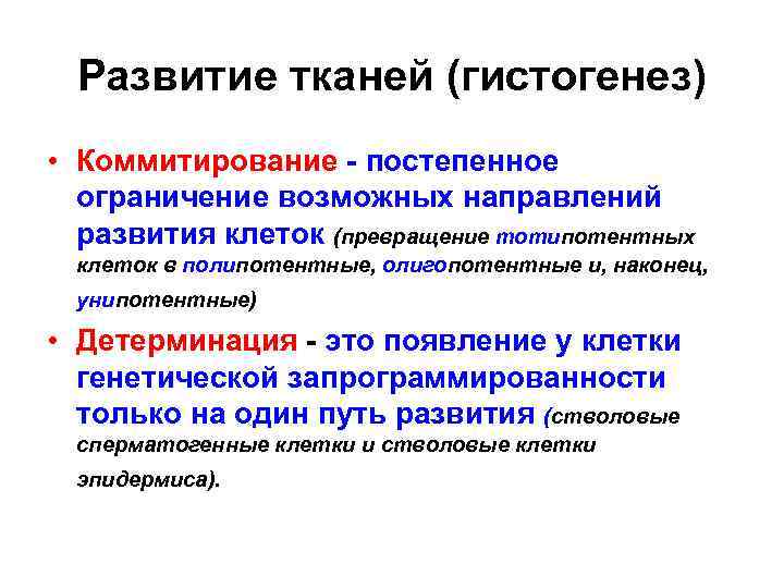 Развитие тканей (гистогенез) • Коммитирование - постепенное ограничение возможных направлений развития клеток (превращение тотипотентных
