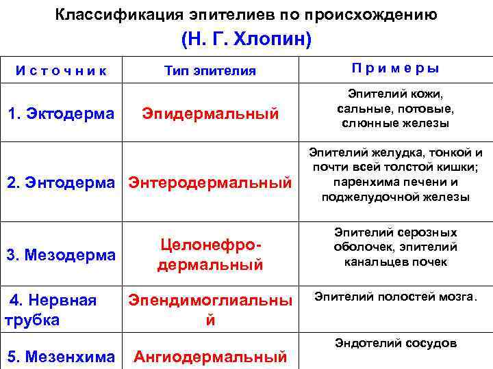 Классификация эпителиев по происхождению (Н. Г. Хлопин) И с т о ч н и