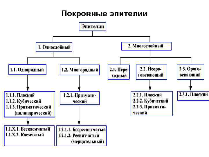 Покровные эпителии 