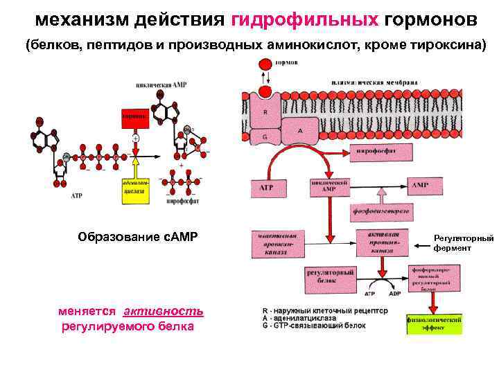 Механизмы действия гормонов схема