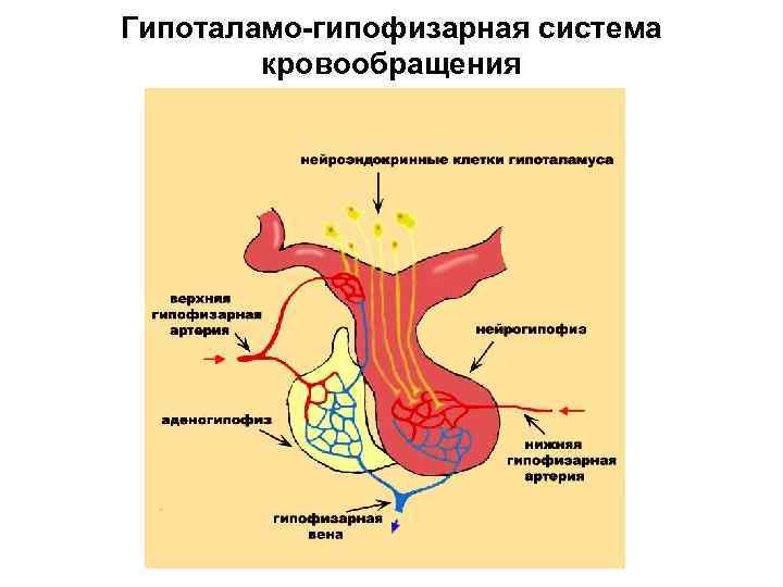 Гипоталамо-гипофизарная система кровообращения 