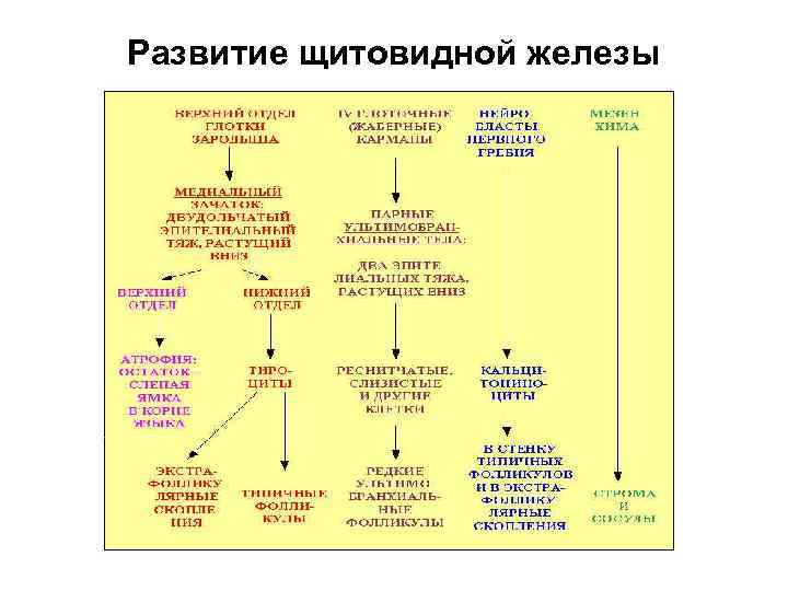 Развитие щитовидной железы 