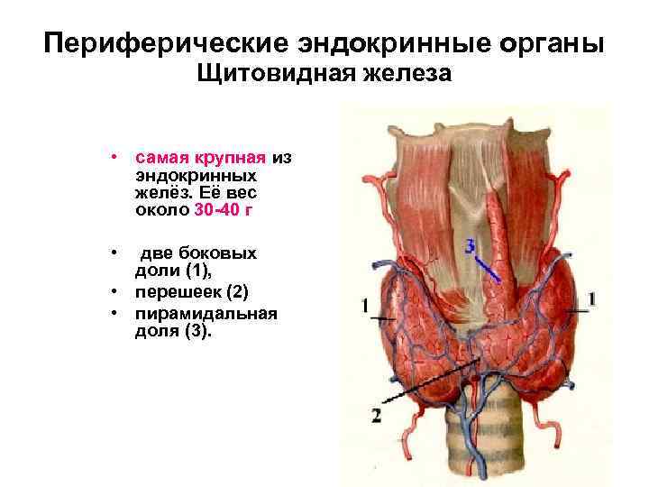 Эндокринные железы рисунок