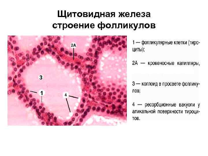 Щитовидная железа строение фолликулов 3 1 