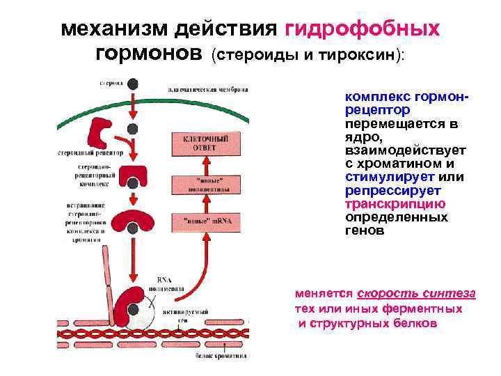 механизм действия гидрофобных гормонов (стероиды и тироксин): комплекс гормонрецептор перемещается в ядро, взаимодействует с