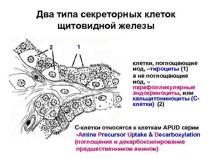 Два типа секреторных клеток щитовидной железы клетки, поглощающие иод, –тироциты (1) а не поглощающие