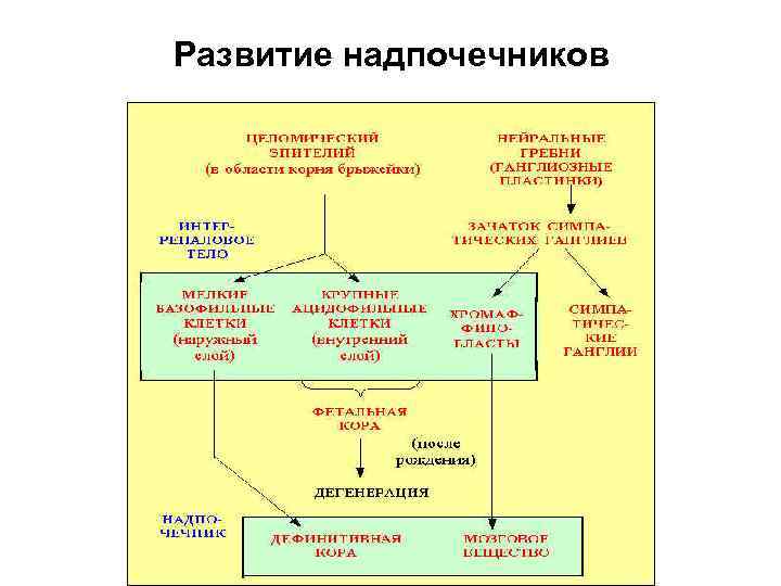 Развитие надпочечников 