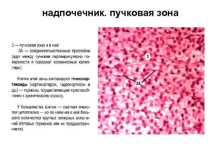 надпочечник. пучковая зона 