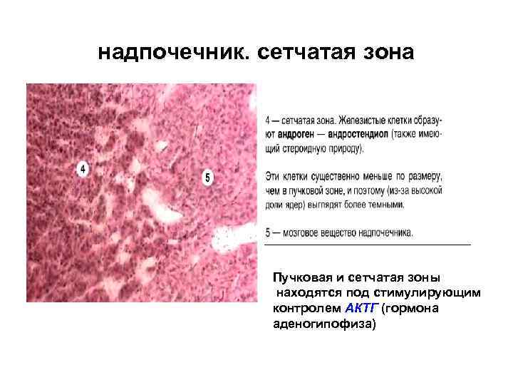 надпочечник. сетчатая зона Пучковая и сетчатая зоны находятся под стимулирующим контролем АКТГ (гормона аденогипофиза)