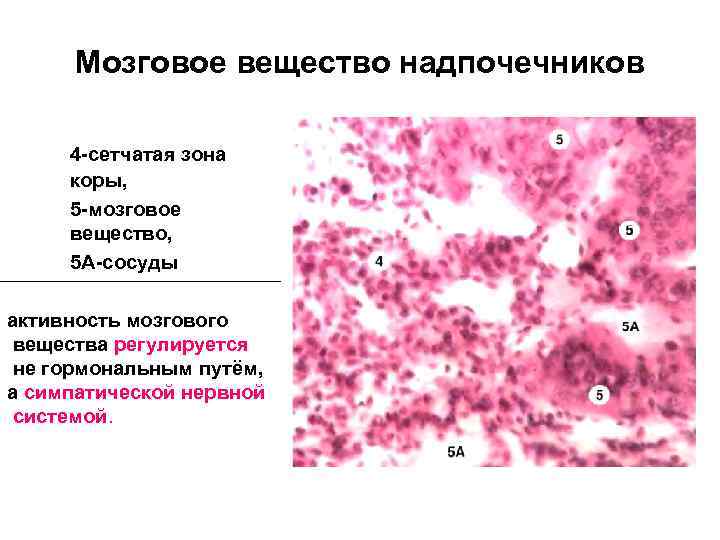 Мозговое вещество надпочечников 4 -сетчатая зона коры, 5 -мозговое вещество, 5 А-сосуды активность мозгового