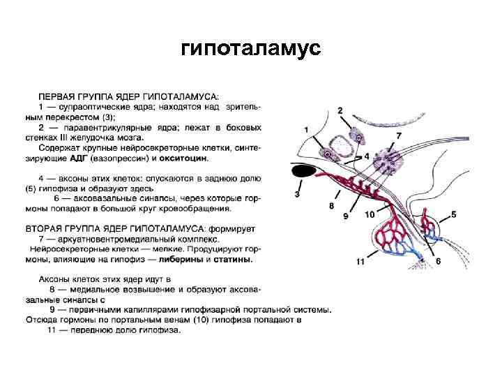 гипоталамус 
