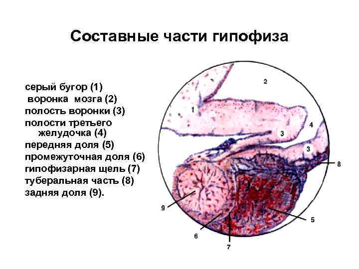 Составные части гипофиза серый бугор (1) воронка мозга (2) полость воронки (3) полости третьего