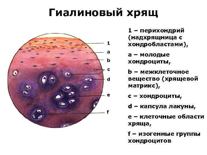 Гиалиновый хрящ рисунок