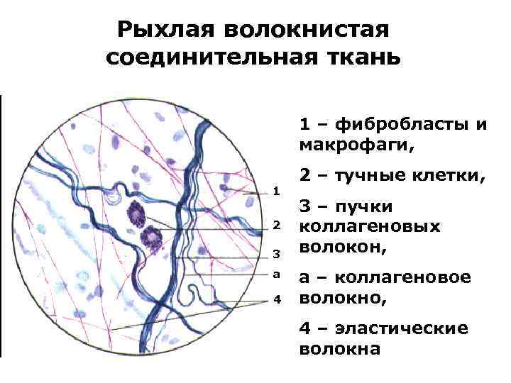 Соединительная волокнистая ткань рисунок