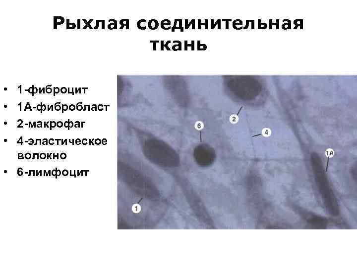 Рыхлая соединительная ткань • • 1 -фиброцит 1 А-фибробласт 2 -макрофаг 4 -эластическое волокно