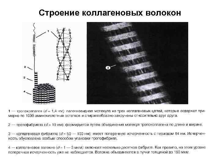 Строение коллагеновых волокон 
