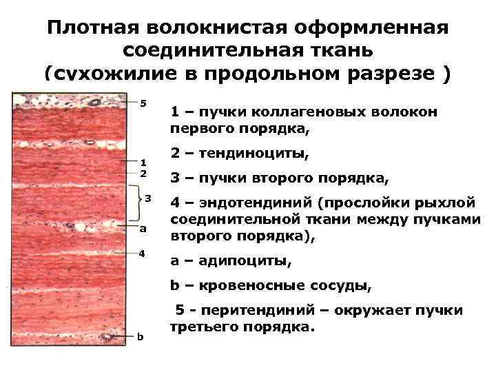 Плотная волокнистая оформленная соединительная ткань (сухожилие в продольном разрезе ) 5 1 2 3